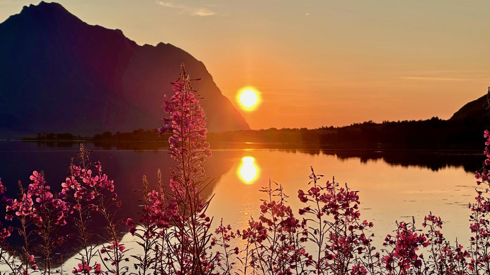 Feriehus Lofoten Wildlife Panorama Bostad